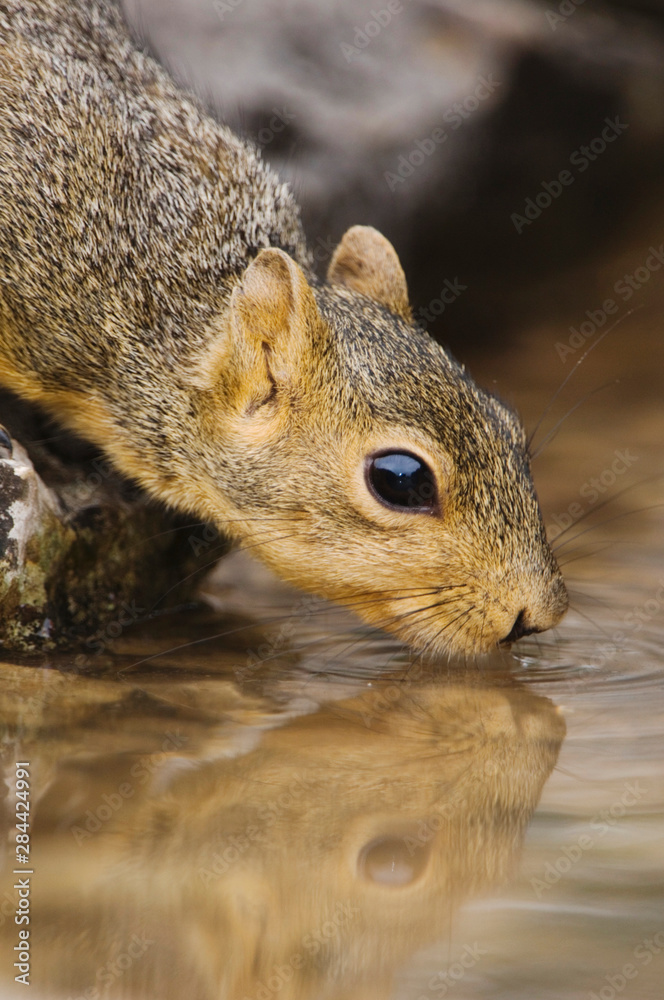 Eastern Fox Squirrel, Sciurus niger, adult drinking from spring fed pond, Uvalde County, Hill Country, Texas, USA, April Eastern Fox Squirrel, Sciurus niger, adult drinking from spring fed pond, Uvalde County, Hill Country, Texas, USA, April