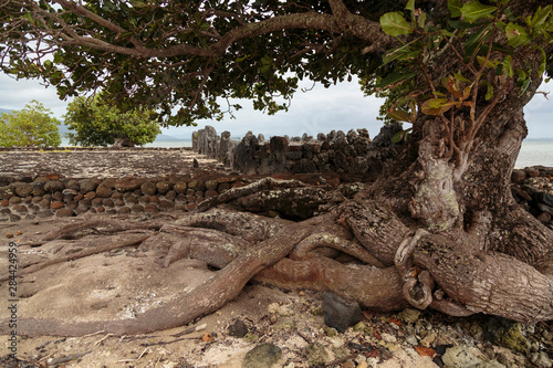Pacific Ocean  French Polynesia  Society Islands  Raiatea. Tree and sacred stones at Taputapuatea Marae  once considered the central temple and religious center of Eastern Polynesia.