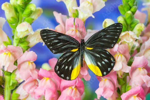 Jezebels Butterfly, Delias species in the Pieridae family photo