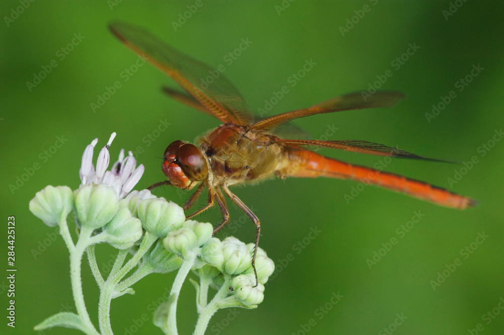 Needham's Skimmer, Libellula needhami, adult on Rose Palafoxia (Palafoxia rosea), Willacy County, Rio Grande Valley, Texas, USA, June Needham's Skimmer, Libellula needhami, adult on Rose Palafoxia (Palafoxia rosea), Willacy County, Rio Grande Valley, Texas, USA, June