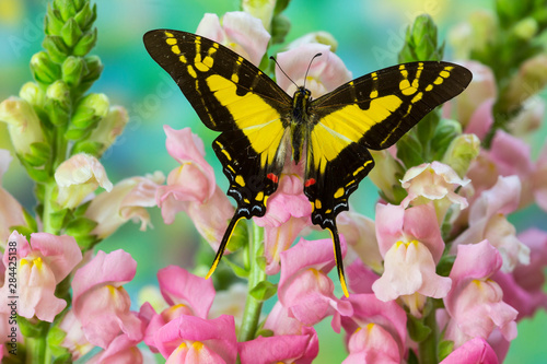 The Orange Kite Swallowtail Butterfly, Eurytides thyastes photo