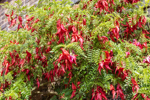 Claw-like red flowers of evergreen shrub of Clianthus Puniceus Roseus or glory pea. photo