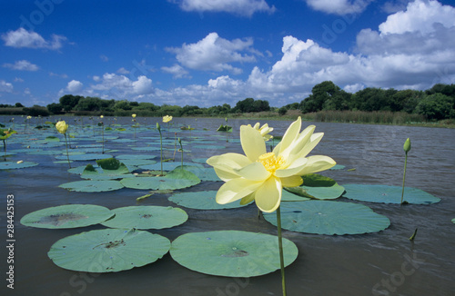American Lotus (Nelumbo lutea), blooming, Welder Wildlife Refuge, Rockport, Texas, USA, May