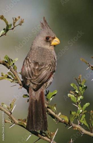 Pyrrhuloxia, Cardinalis sinuatus, female, Starr County, Rio Grande Valley, Texas, USA, May photo