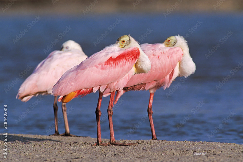 Fototapeta premium Roseate Spoonbill, Ajaia ajaja,adults resting, Sanibel Island, Florida, USA, Dezember