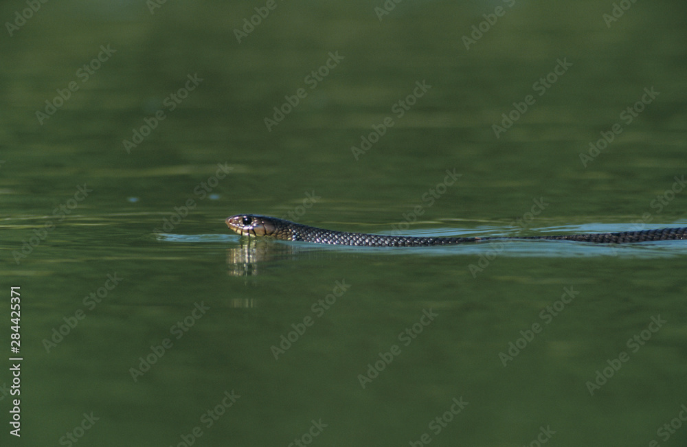 Texas Indigo Snake, Drymarchon corais erebennus, adult swimming, Starr County, Rio Grande Valley, Texas, USA, May Texas Indigo Snake, Drymarchon corais erebennus, adult swimming, Starr County, Rio Grande Valley, Texas, USA, May