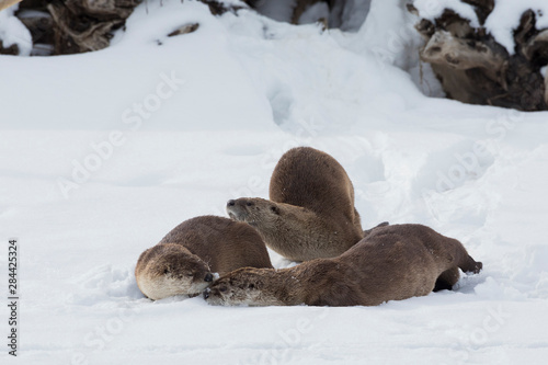 River otters resting on the rivers edge