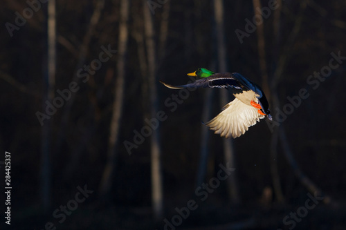 Mallard drake flying