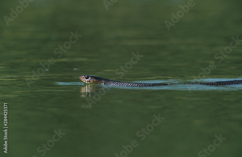 Texas Indigo Snake, Drymarchon corais erebennus, adult swimming, Starr County, Rio Grande Valley, Texas, USA, May photo