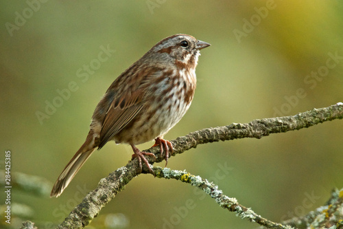 A song sparrow (Melospiza Melodia), one of the most abundant sparrows.