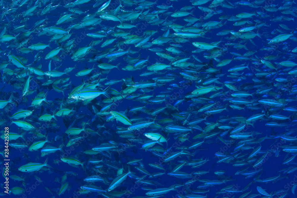 Large school of Bluestreak Fusiliers feeding (Pterocaesio tile), Palau, Micronesia, Rock Islands, World Heritage Site, Western Pacific Large school of Bluestreak Fusiliers feeding (Pterocaesio tile), Palau, Micronesia, Rock Islands, World Heritage Site, Western Pacific