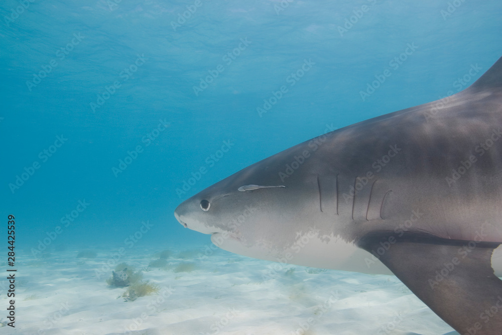 Naklejka premium Tiger Sharks (Galeocerdo cuvier) Northern Bahamas