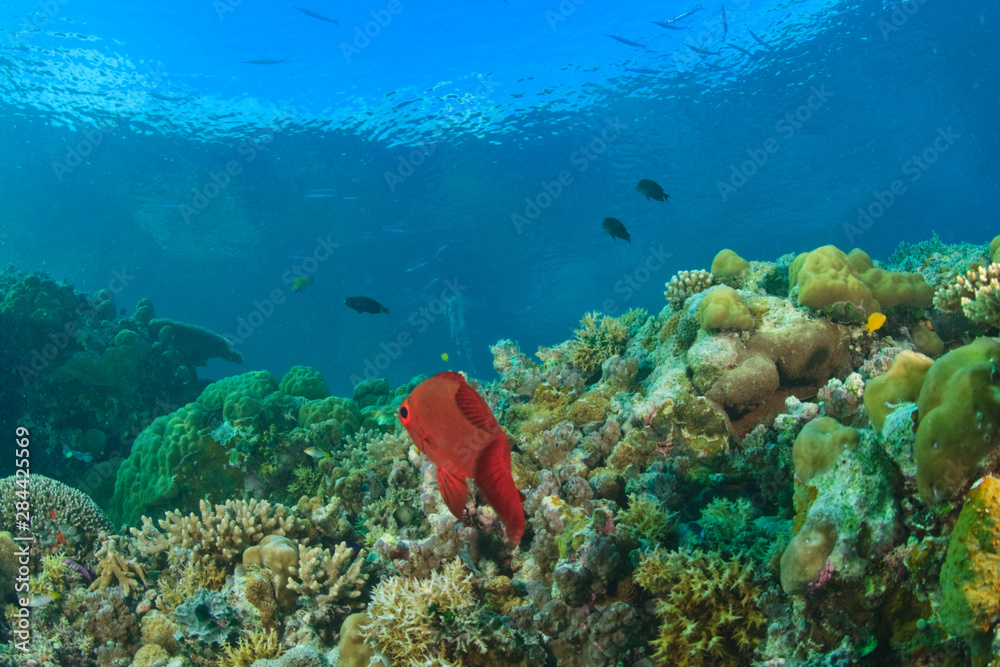 Glasseye (Heteropriacanthus cruentatus) on healthy shallow coral reef, Palau, Micronesia, Rock Islands, World Heritage Site, Western Pacific Glasseye (Heteropriacanthus cruentatus) on healthy shallow coral reef, Palau, Micronesia, Rock Islands, World Heritage Site, Western Pacific