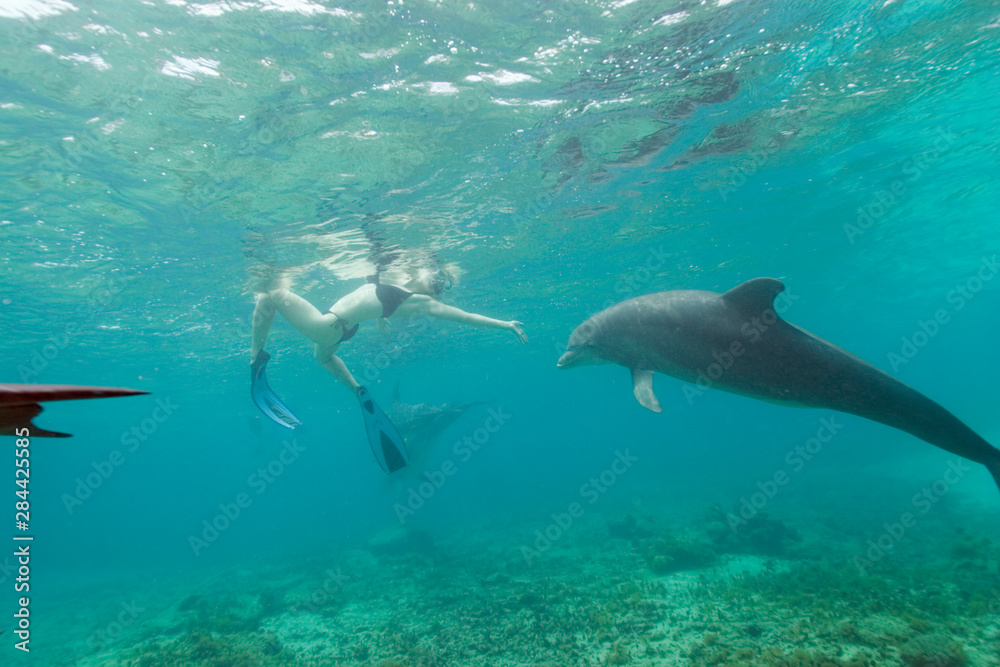 Bottlenose Dolphins (Tursiops truncatus) Caribbean Sea near Roatan, Honduras 