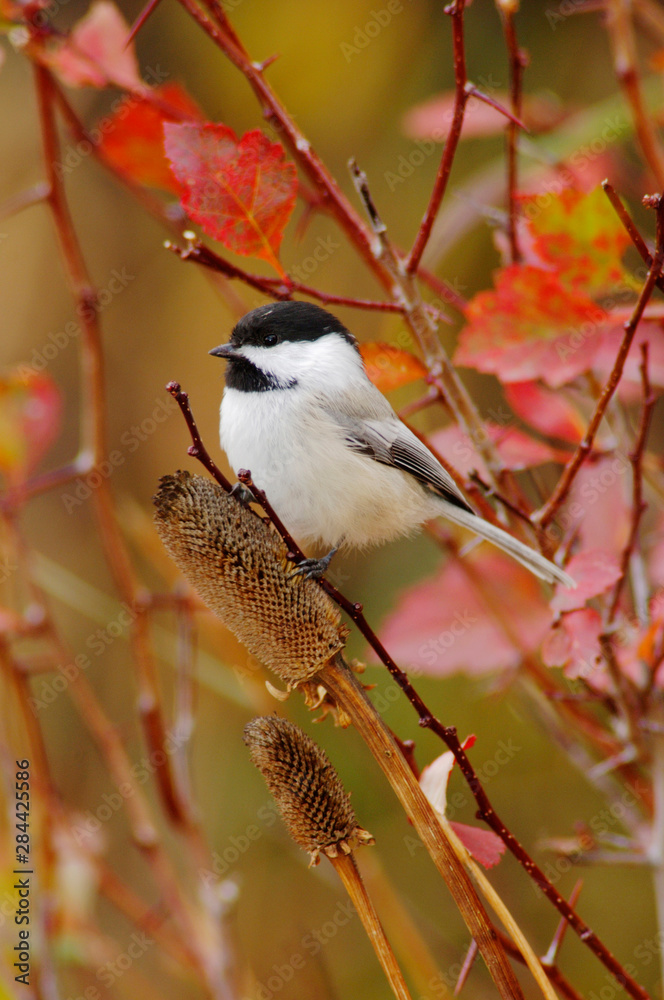 Fototapeta premium Black-capped Chickadee, Poecile atricapilla, adult eating flower seeds, Grand Teton NP,Wyoming, September