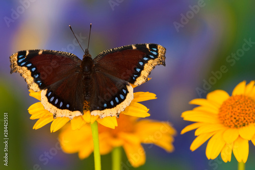 Mourning Cloak Butterfly, Nymphalis antiopa