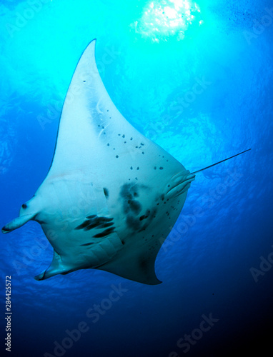 Manta ray in Goofnuw Channel, Yap © Michael DeFreitas/Danita Delimont