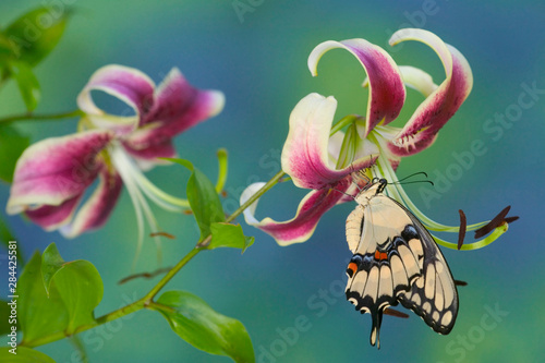 Giant Swallowtail Butterfly-Papilio cresphontes on Black Beauty Oriental Lily photo