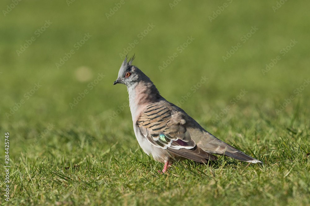 Crested Pigeon in Australia Crested Pigeon in Australia