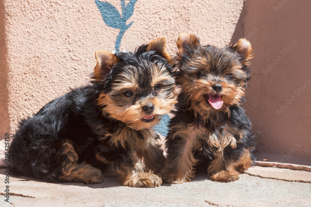 Yorkshire Terrier Puppies sitting Yorkshire Terrier Puppies sitting