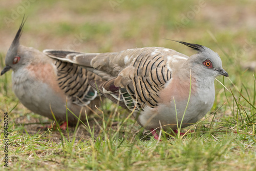 Crested Pigeon in Australia