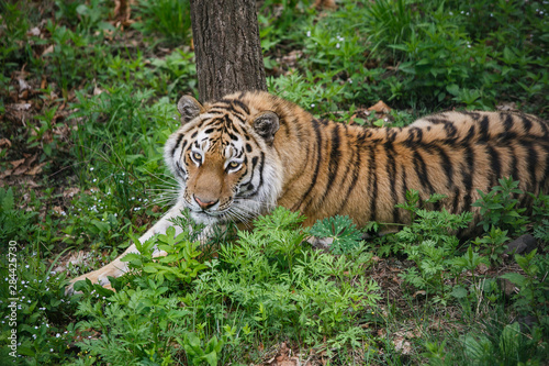 Beautiful and adult Amur tiger in the taiga in summer