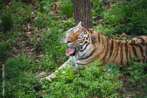 Beautiful and adult Amur tiger in the taiga in summer