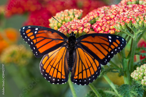 Viceroy Butterfly a mimic of the Monarch butterfly, Limenitis archippus photo