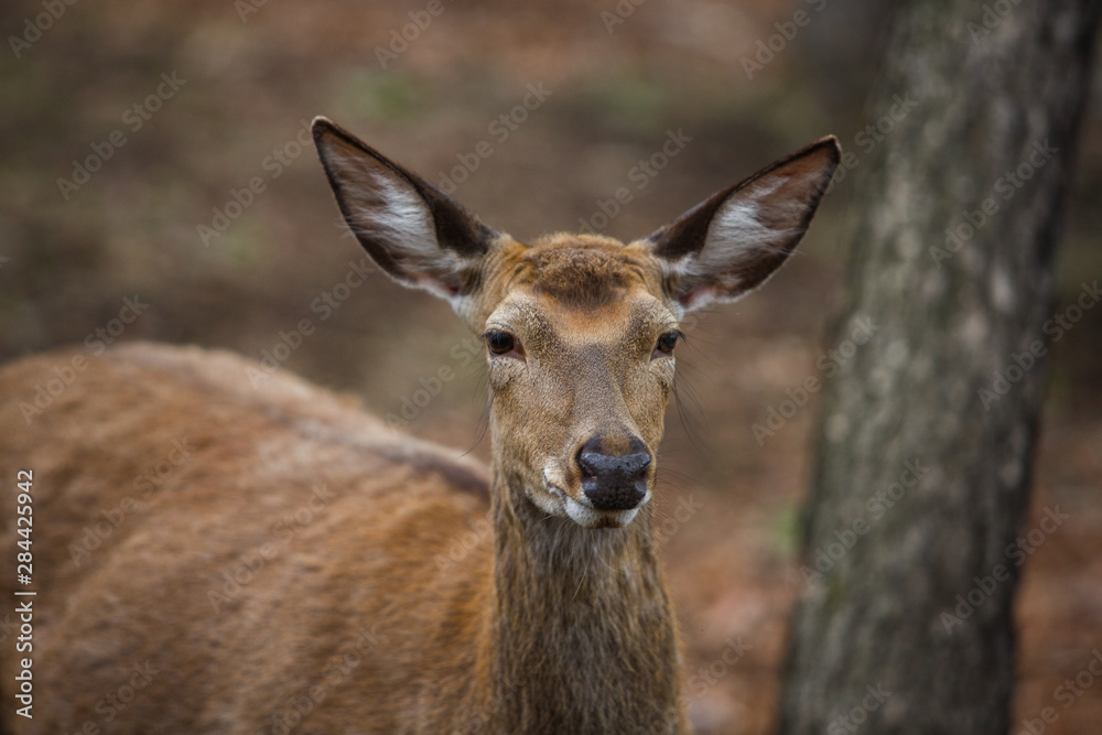 Beautiful red deer or red deer in a summer forest