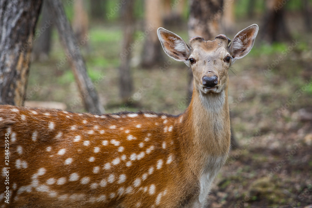 Beautiful sika deer in the summer forest Beautiful sika deer in the summer forest