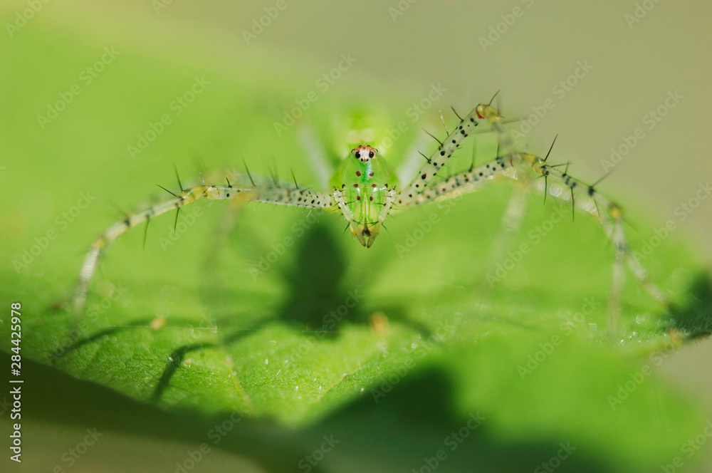 Green Lynx Spider, Peucetia viridans, adult,Willacy County, Rio Grande Valley, Texas, USA, June
