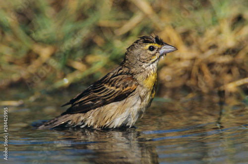 Dickcissel, Spiza americana, female bathing, Lake Corpus Christi, Texas, USA, May