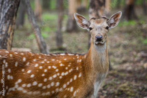 Beautiful sika deer in the summer forest
