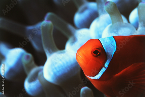 Indo-Pacific Ocean, Close-Up view of Spinecheek Anemonefish (Premnas Biaculeatus) photo