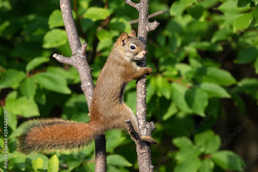 A Tree Squirrel Climbing a Branch A Tree Squirrel Climbing a Branch
