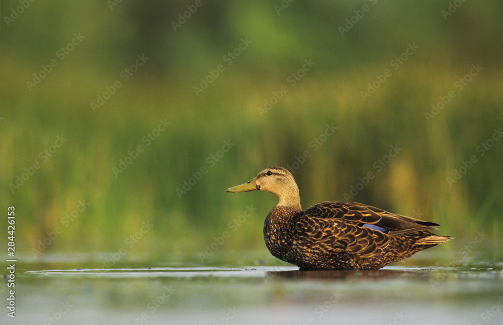 Mottled Duck, Anas fulvigula, male, Lake Corpus Christi, Texas, USA, April Mottled Duck, Anas fulvigula, male, Lake Corpus Christi, Texas, USA, April
