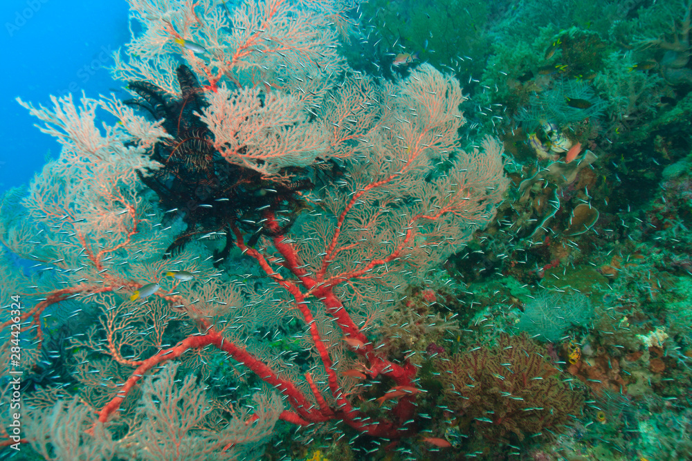 Colorful Sea Fan with attached crinoid, baby sweepers schooling, Raja ...