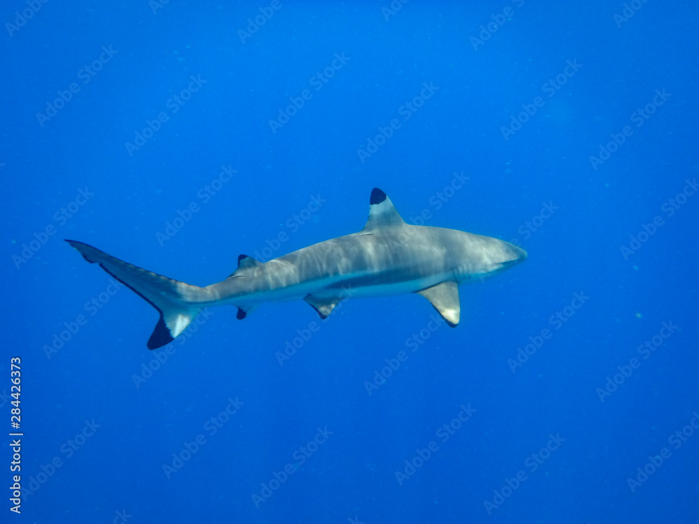 Blacktip Reef Shark in the Lagoon. Bora Bora. French Polynesia.