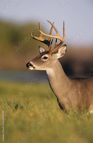 White-tailed Deer  Odocoileus virginianus  Buck  Choke Canyon State Park  Texas  USA  Oktober