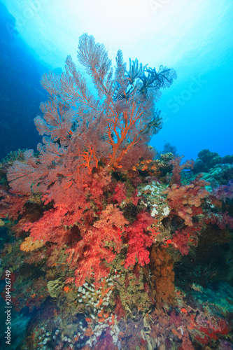Large Gorgonian Sea Fans, Bligh Water, Viti Levu, Fiji, South Pacific