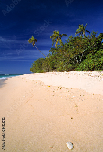 Fiji Islands, Tavarua. A shell washes up onto the fine, sandy beach on Tavarua, in the Fiji Islands. photo