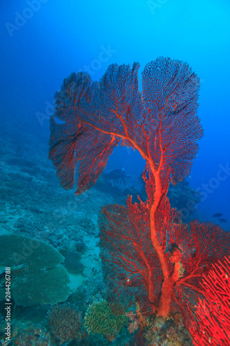 Diver in background of large Gorgonian Sea Fan, Beqa Island off Southern Viti Levu, Fiji, South Pacific © Stuart Westmorland/Danita Delimont