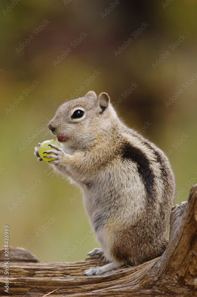 Naklejka premium Golden-mantled Ground Squirrel, Spermophilus lateralis, adult on log with food stored in their cheek pouches, Rocky Mountain National Park, Colorado, USA, September