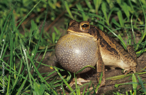 Gulf Coast Toad, Bufo valliceps, male calling at night, Willacy County, Rio Grande Valley, Texas, USA, May photo