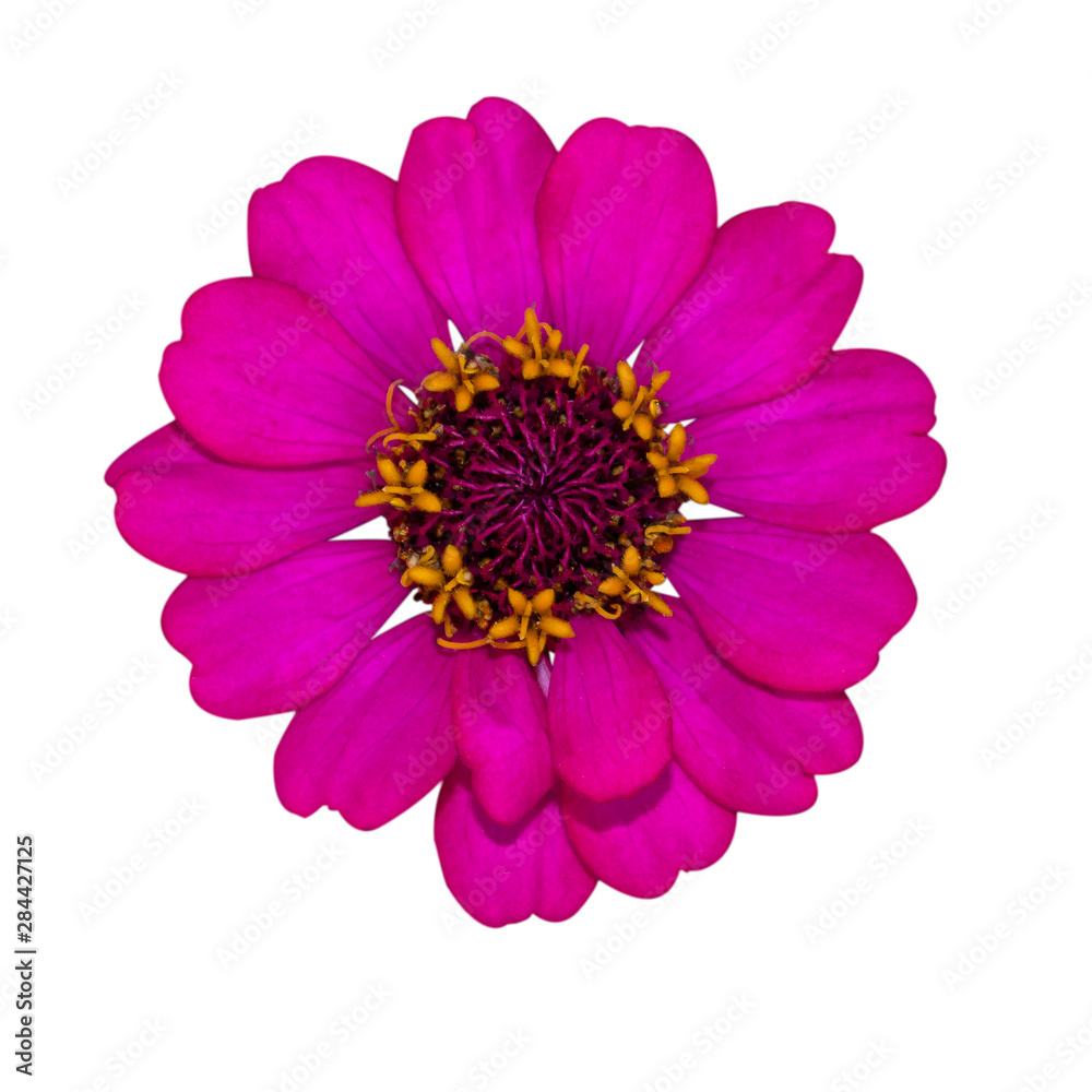 Macro photo of nature plant flower zinnia. Macro photo of nature plant flower zinnia.