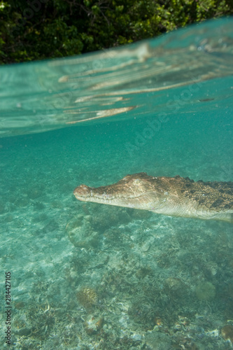 Saltwater Crocodile (Crocodylus porosus), Rock Islands, Palau, Micronesia, Western Pacific © Stuart Westmorland/Danita Delimont