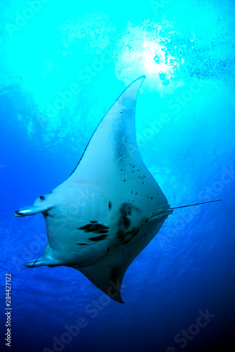 Slika na platnu Manta ray in Goofnuw Channel, Yap