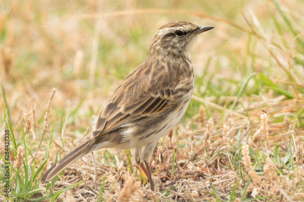 Fototapeta premium Australasian Pipit