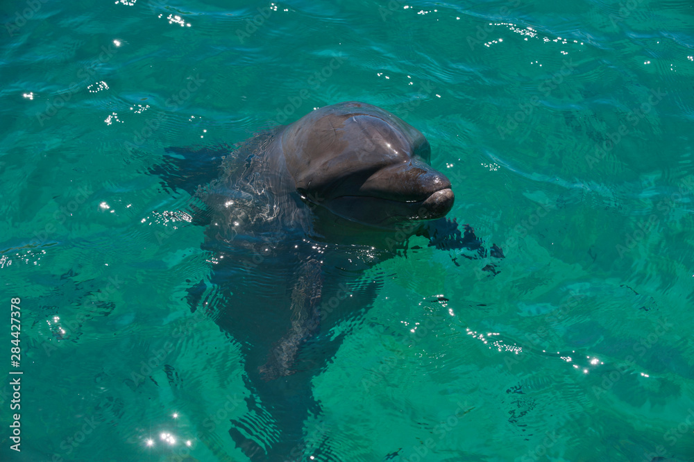 Fototapeta premium Dolphin in the harbor of Honiara, capital of the Solomon Islands, Pacific