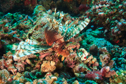 Lionfish (Pterios volitans), Rainbow Reef near Taveuni Island, Fiji, South Pacific
